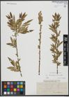 Foto von Salix triandra L. x Salix viminalis L.